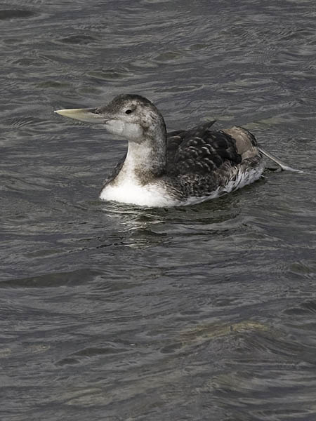 Jääkuikka, Yellow-billed Loon, Gavia adamsii