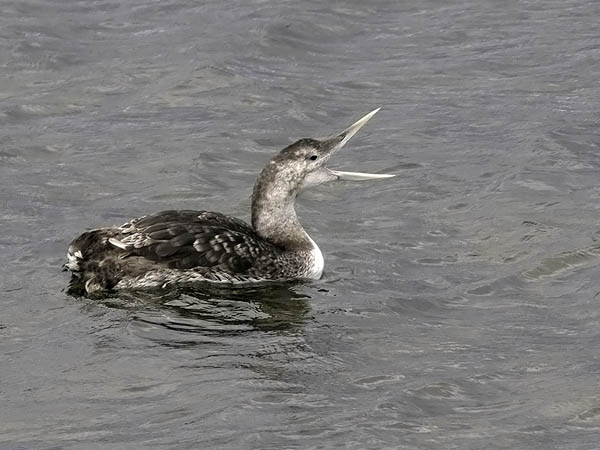 Jääkuikka, Yellow-billed Loon, Gavia adamsii