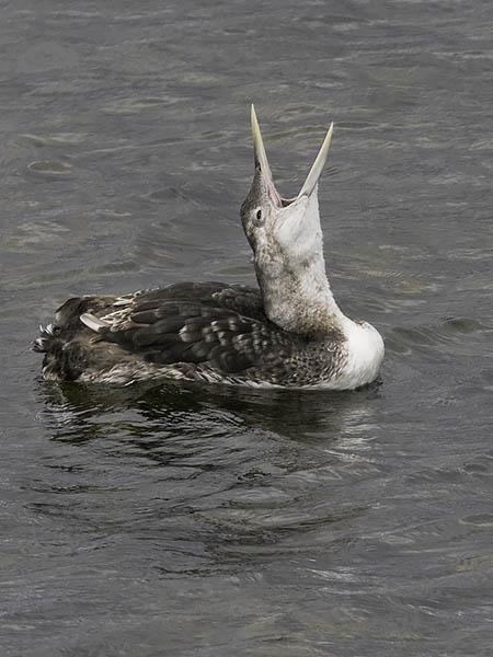 Jääkuikka, Yellow-billed Loon, Gavia adamsii