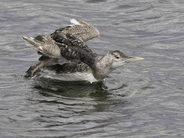 Jääkuikka, Yellow-billed Loon, Gavia adamsii