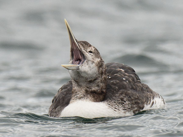 Jääkuikka, Yellow-billed Loon, Gavia adamsii