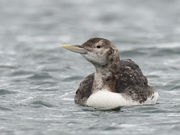 Jääkuikka, Yellow-billed Loon, Gavia adamsii