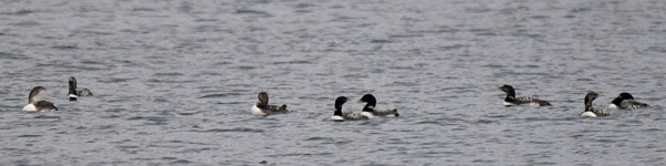 Jääkuikka, Yellow-billed Loon, Gavia adamsii
