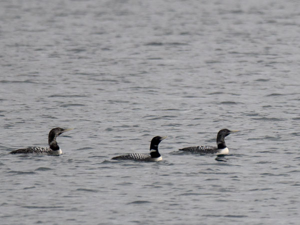 Jääkuikka, Yellow-billed Loon, Gavia adamsii