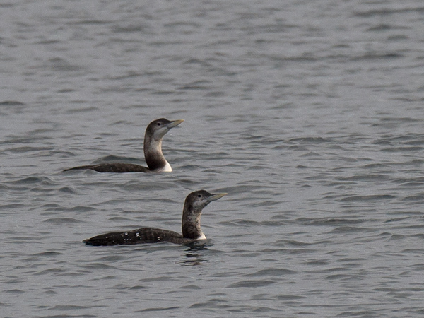 Jääkuikka, Yellow-billed Loon, Gavia adamsii