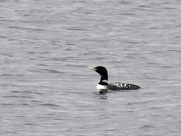 Jääkuikka, Yellow-billed Loon, Gavia adamsii