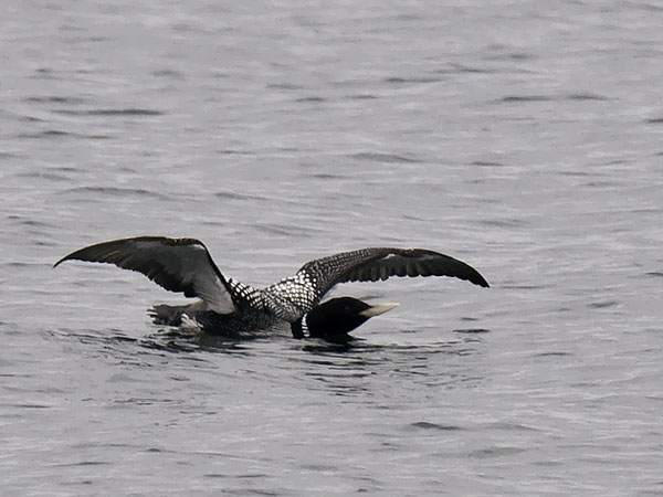 Jääkuikka, Yellow-billed Loon, Gavia adamsii