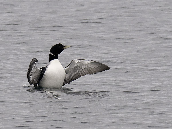 Jääkuikka, Yellow-billed Loon, Gavia adamsii