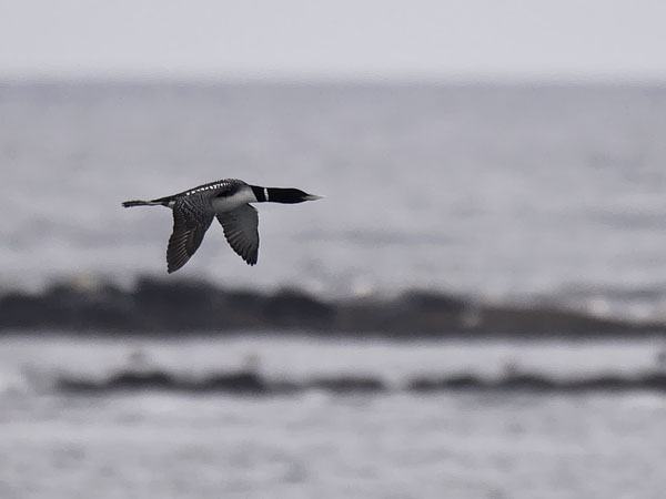 Jääkuikka, Yellow-billed Loon, Gavia adamsii