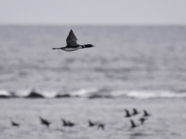Jääkuikka, Yellow-billed Loon, Gavia adamsii