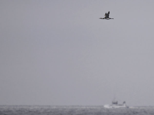 Jääkuikka, Yellow-billed Loon, Gavia adamsii
