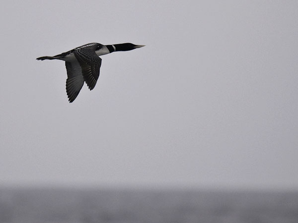 Jääkuikka, Yellow-billed Loon, Gavia adamsii