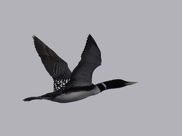 Jääkuikka, Yellow-billed Loon, Gavia adamsii