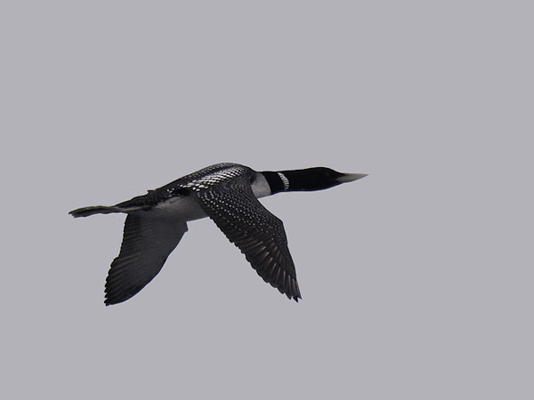 Jääkuikka, Yellow-billed Loon, Gavia adamsii