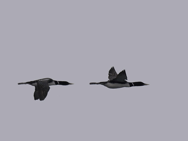 Jääkuikka, Yellow-billed Loon, Gavia adamsii