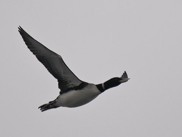 Jääkuikka, Yellow-billed Loon, Gavia adamsii