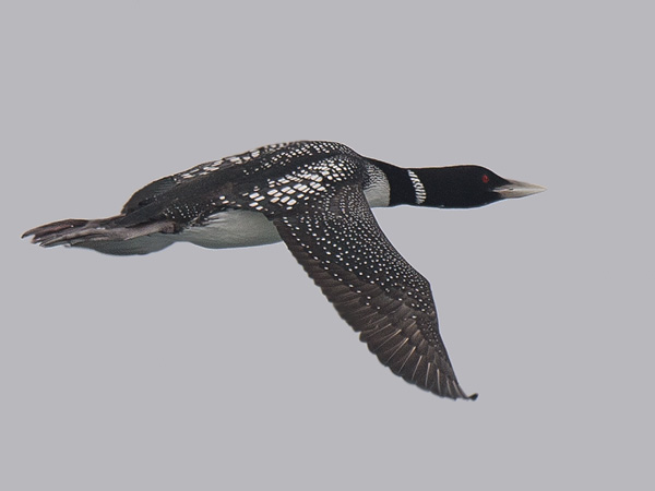Jääkuikka, Yellow-billed Loon, Gavia adamsii