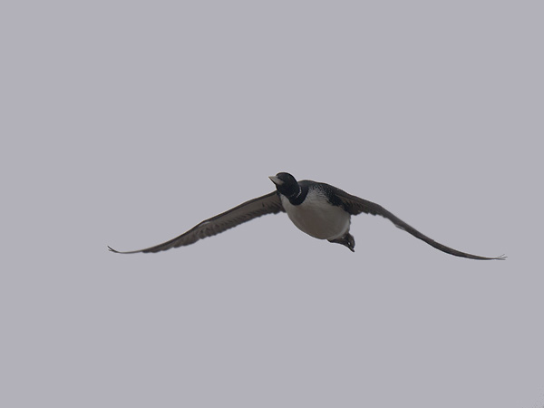 Jääkuikka, Yellow-billed Loon, Gavia adamsii