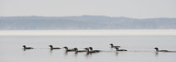 Kuikka, Black-throated Diver, Gavia arctica