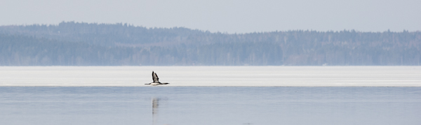 Kuikka, Black-throated Diver, Gavia arctica