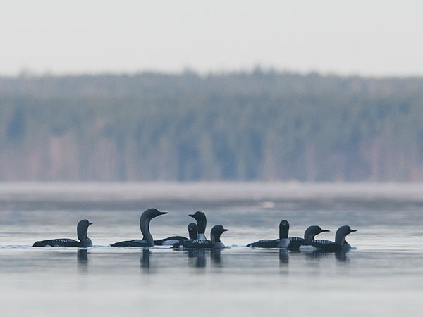 Kuikka, Black-throated Diver, Gavia arctica