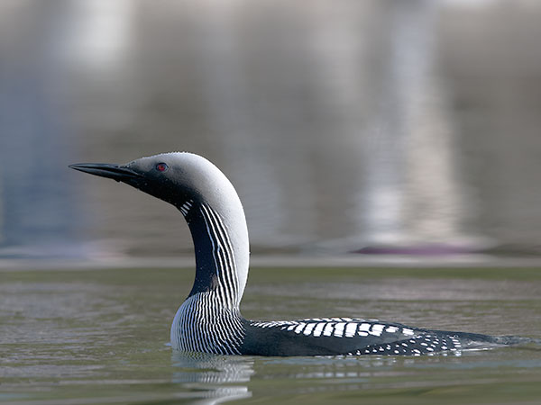 Kuikka, Black-throated Diver, Gavia arctica