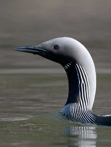Kuikka, Black-throated Diver, Gavia arctica
