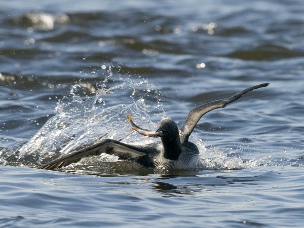 Kuikka, Black-throated Diver, Gavia arctica