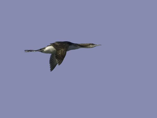 Kuikka, Black-throated Diver, Gavia arctica