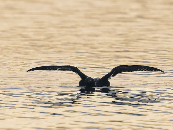 Kuikka, Black-throated Diver, Gavia arctica