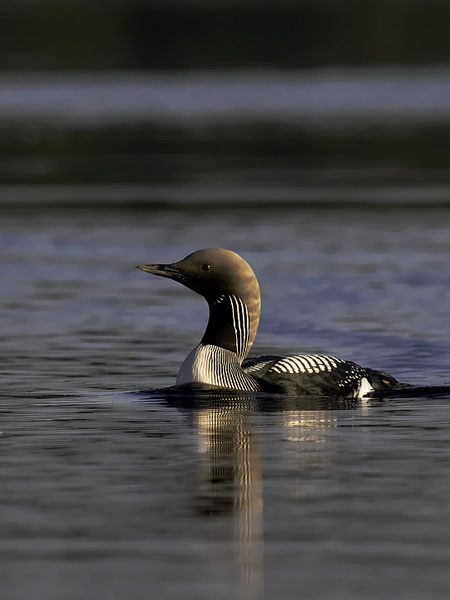 Kuikka, Black-throated Diver, Gavia arctica