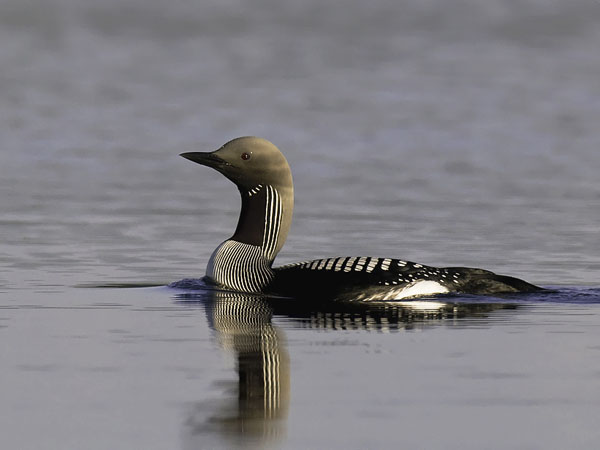 Kuikka, Black-throated Diver, Gavia arctica