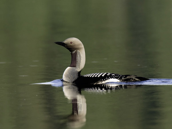 Kuikka, Black-throated Diver, Gavia arctica