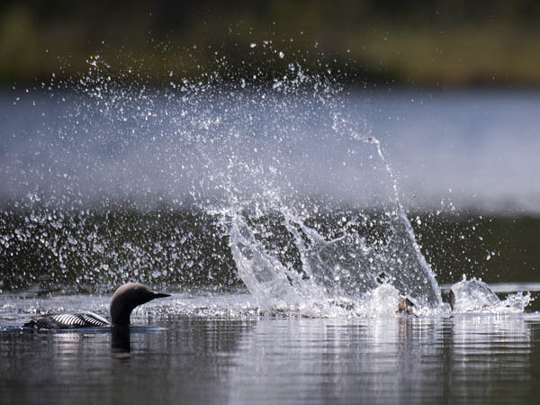 Kuikka, Black-throated Diver, Gavia arctica