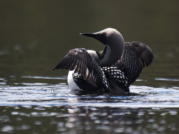 Kuikka, Black-throated Diver, Gavia arctica