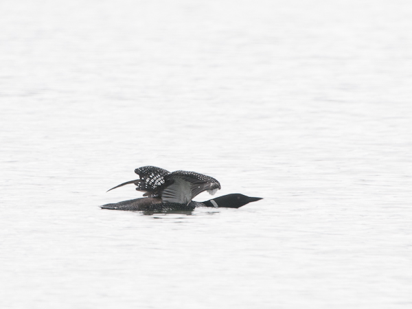 Amerikanjääkuikka, Great Northern Loon, Gavia immer