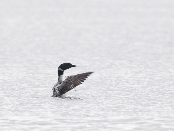 Amerikanjääkuikka, Great Northern Loon, Gavia immer