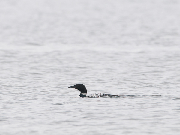 Amerikanjääkuikka, Great Northern Loon, Gavia immer