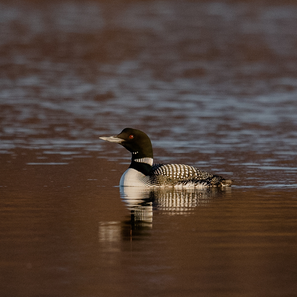 Amerikanjääkuikka, Great Northern Loon, Gavia immer