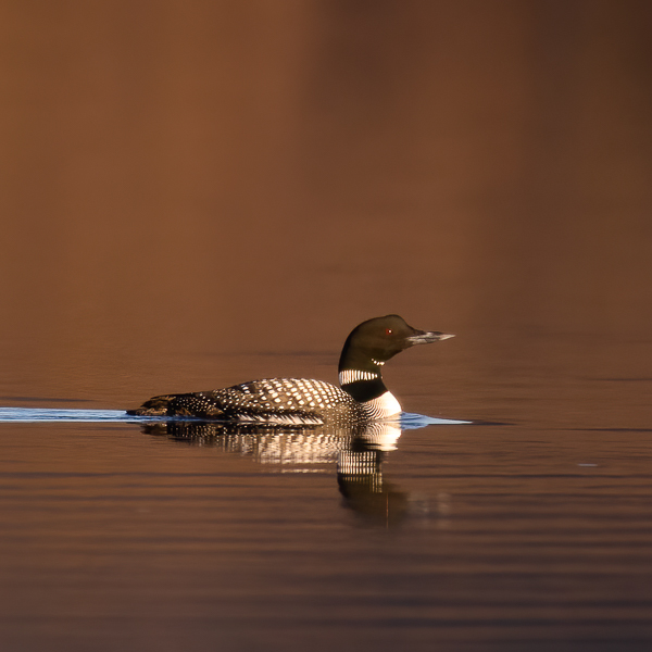Amerikanjääkuikka, Great Northern Loon, Gavia immer