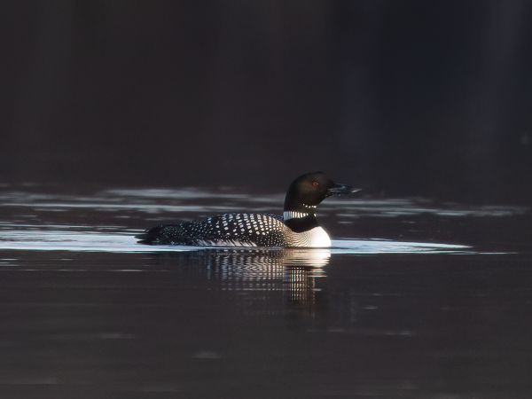 Amerikanjääkuikka, Great Northern Loon, Gavia immer