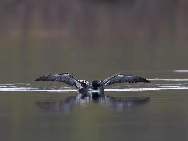 Amerikanjääkuikka, Great Northern Loon, Gavia immer