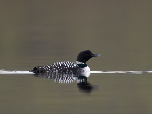Amerikanjääkuikka, Great Northern Loon, Gavia immer