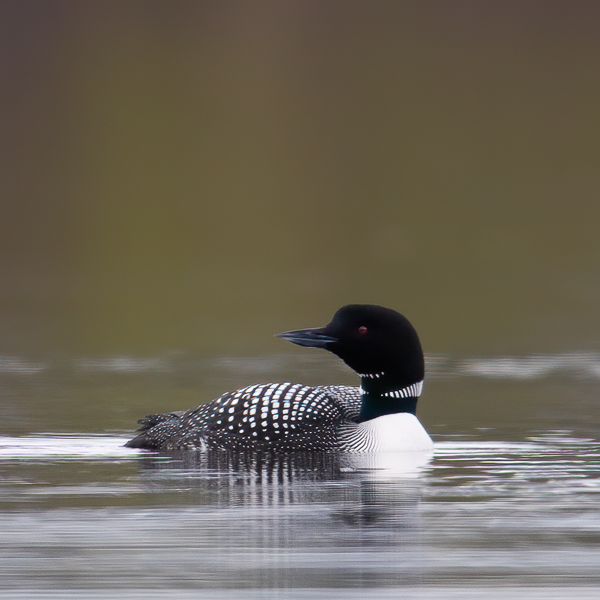 Amerikanjääkuikka, Great Northern Loon, Gavia immer