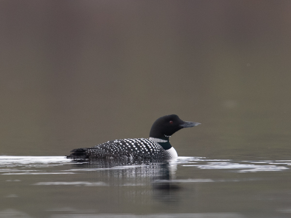 Amerikanjääkuikka, Great Northern Loon, Gavia immer