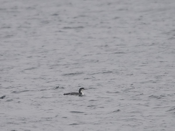 Amerikanjääkuikka, Great Northern Loon, Gavia immer