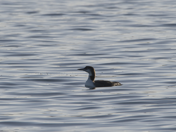 Amerikanjääkuikka, Great Northern Loon, Gavia immer