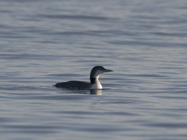 Amerikanjääkuikka, Great Northern Loon, Gavia immer