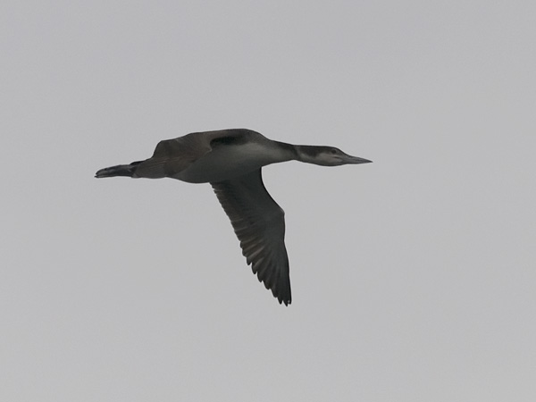 Amerikanjääkuikka, Great Northern Loon, Gavia immer