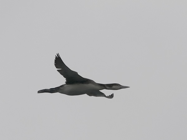 Amerikanjääkuikka, Great Northern Loon, Gavia immer